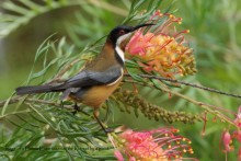 Honey eater enjoying the gardens.