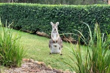 Kangaroo at the Door!