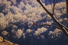 Kookaburra in Tree