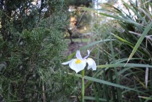 Garden bloom.